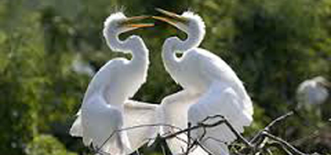 Bird Watching in Nepal